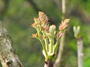 タラの芽